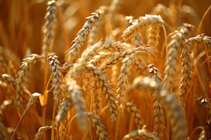 golden field of grains