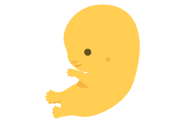 illustration of developing human baby at 8 weeks