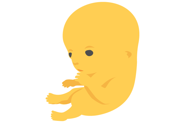 illustration of developing human baby at 10 weeks