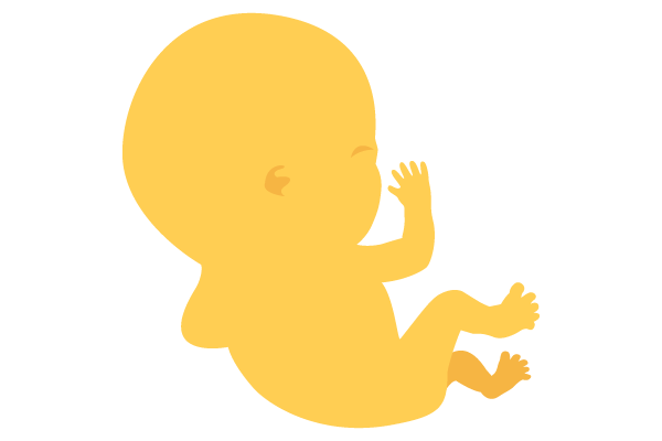 illustration of developing human baby at 12 weeks