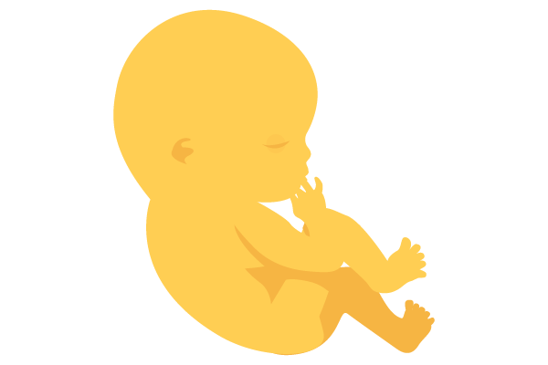illustration of developing human baby at 13 weeks