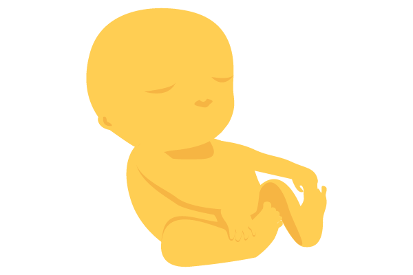 illustration of developing human baby at 14 weeks