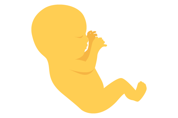 illustration of developing human baby at 15 weeks