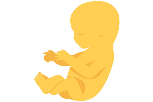 illustration of developing human baby at 16 weeks