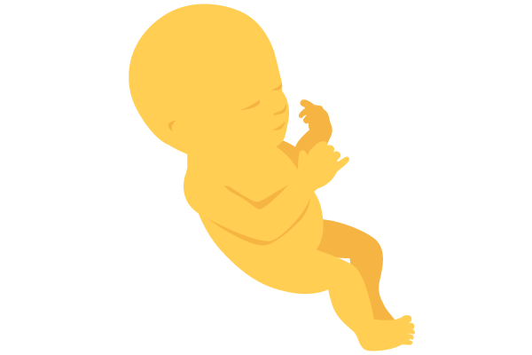 illustration of developing human baby at 17 weeks