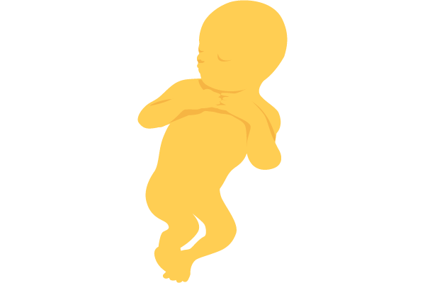 illustration of developing human baby at 18 weeks