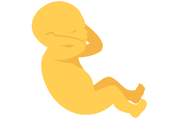 illustration of developing human baby at 19 weeks