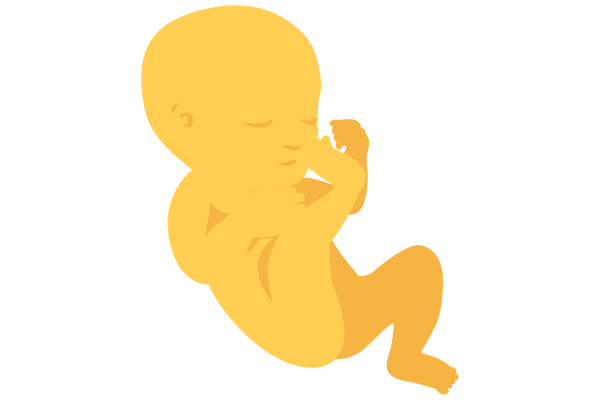 illustration of developing human baby at 20 weeks