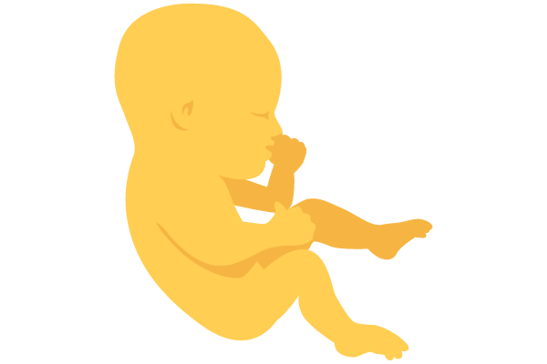 illustration of developing human baby at 21 weeks