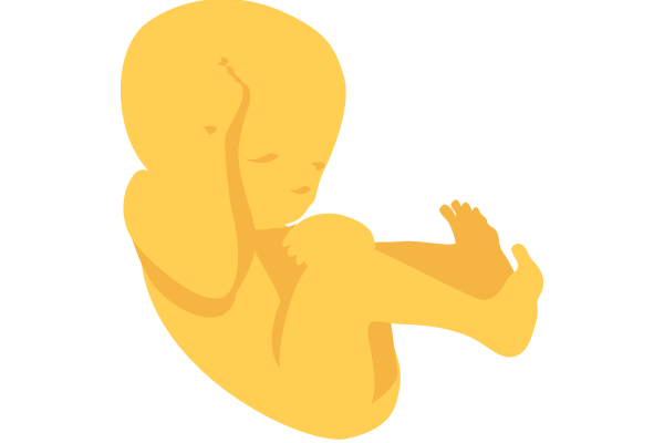 illustration of developing human baby at 22 weeks