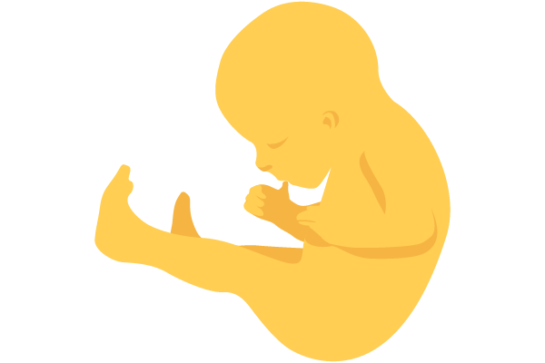 illustration of developing human baby at 23 weeks