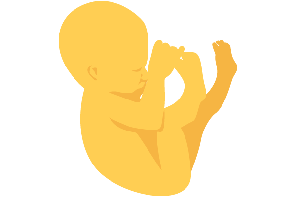 illustration of developing human baby at 24 weeks