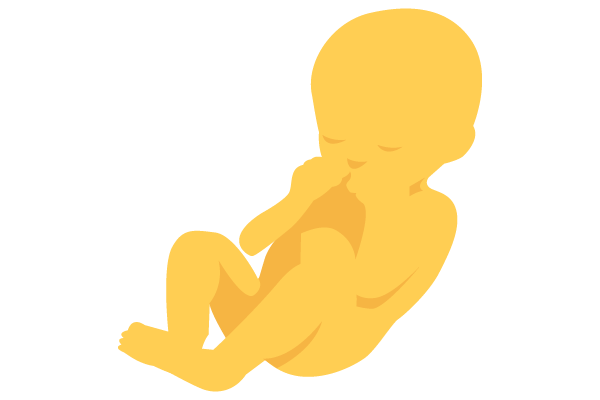 illustration of developing human baby at 25 weeks