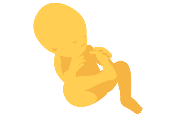 illustration of developing human baby at 26 weeks