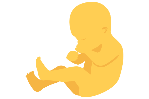 illustration of developing human baby at 27 weeks