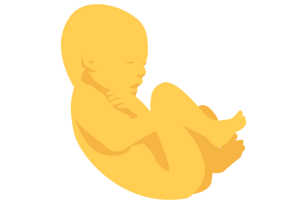 illustration of developing human baby at 28 weeks