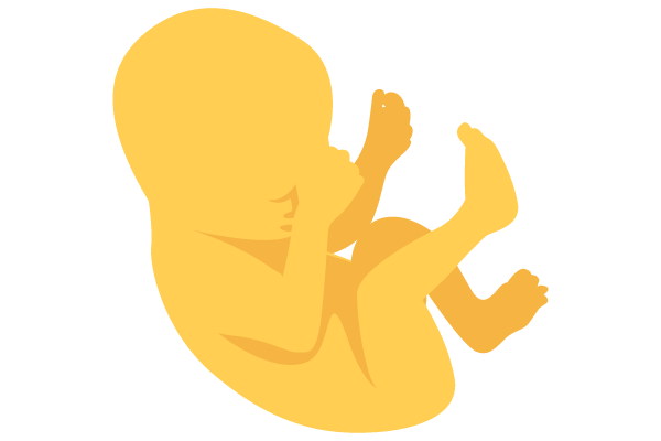 illustration of developing human baby at 29 weeks