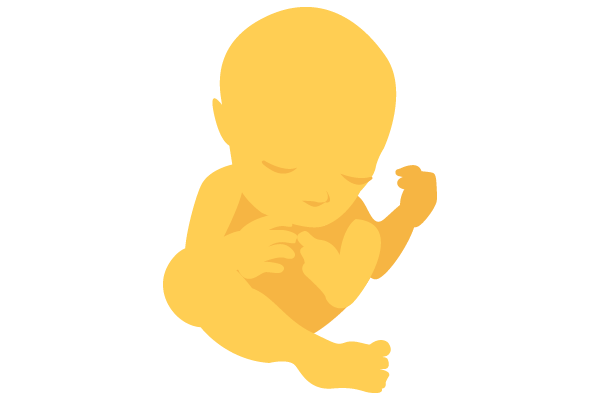 illustration of developing human baby at 31 weeks