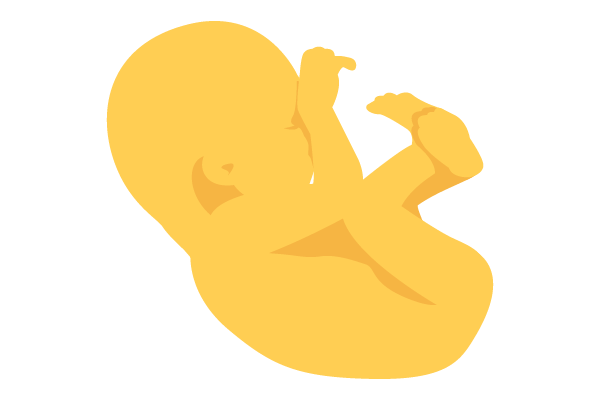 illustration of developing human baby at 32 weeks