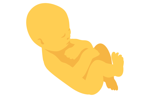illustration of developing human baby at 34 weeks