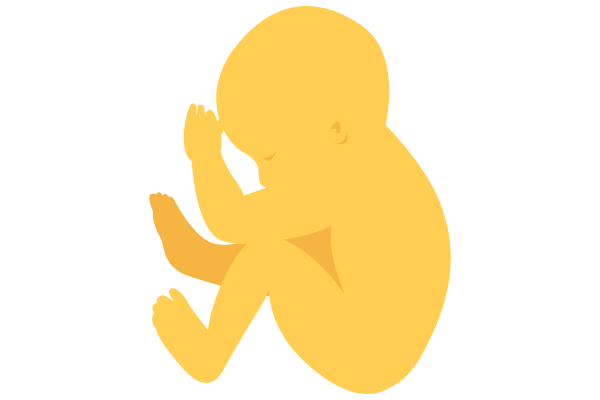 illustration of developing human baby at 35 weeks