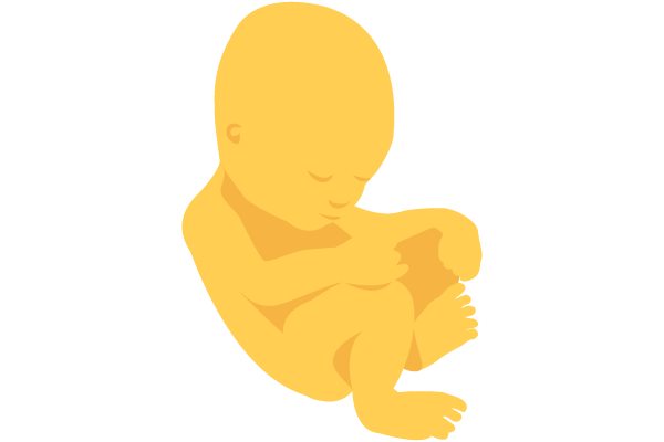 illustration of developing human baby at 36 weeks
