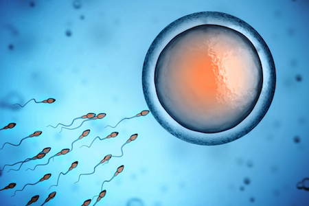 Sperm swimming towards an egg in a microscope